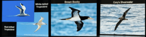 SAC-Birds-7-8-a