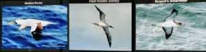 SAC-Birds-7-8-b